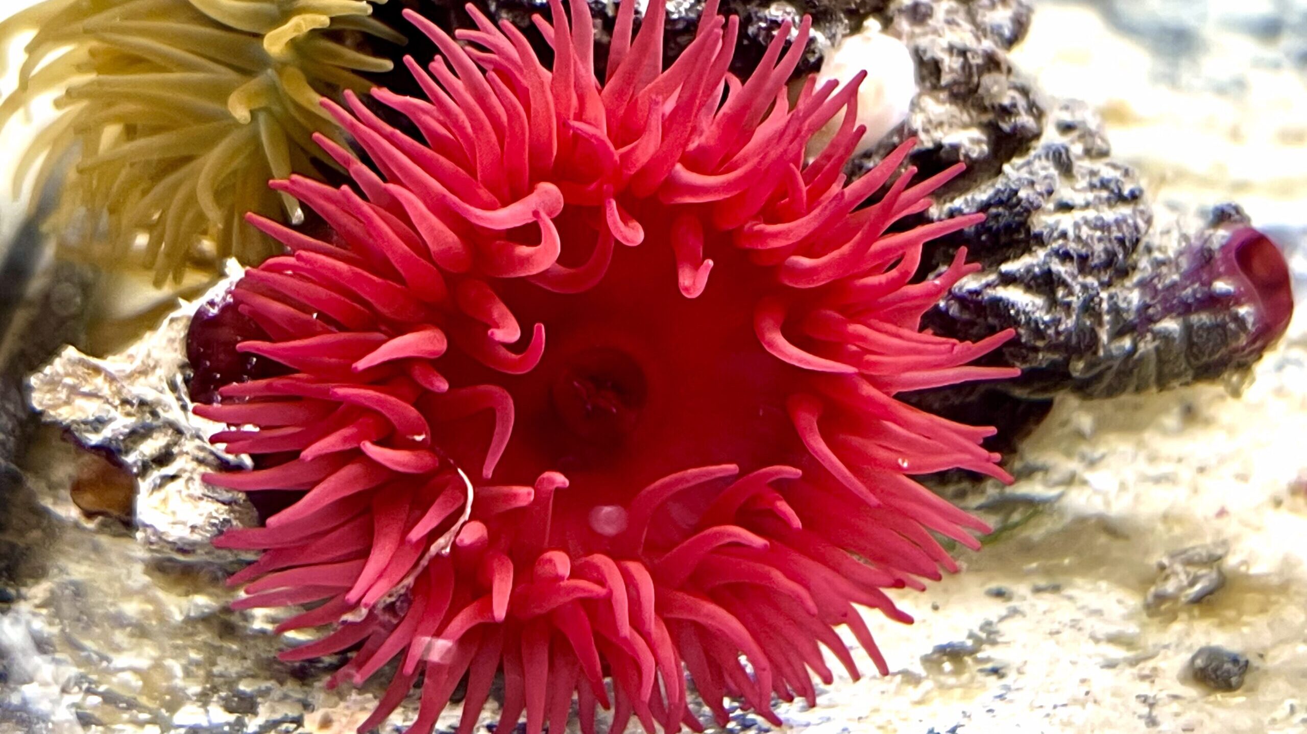 Aktinia equina