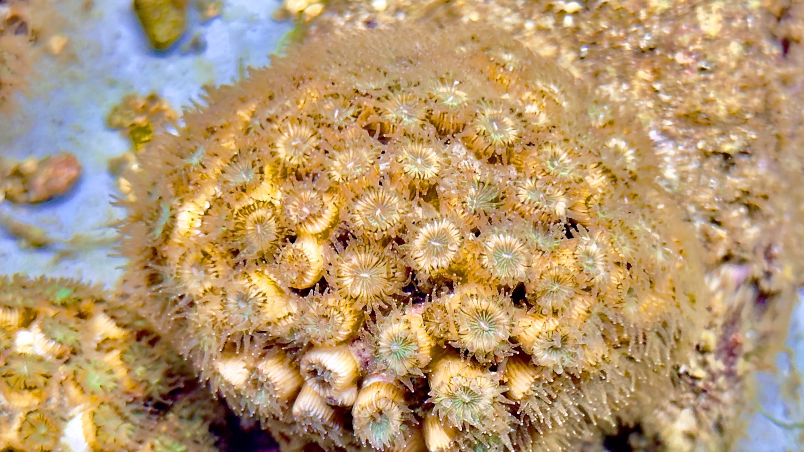 Cyphastrea sp.