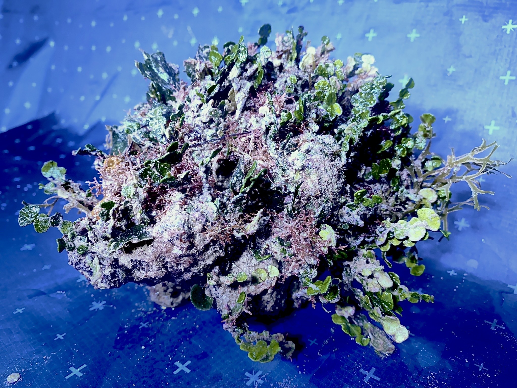 Natürlicher Boost für Meerwasseraquarien