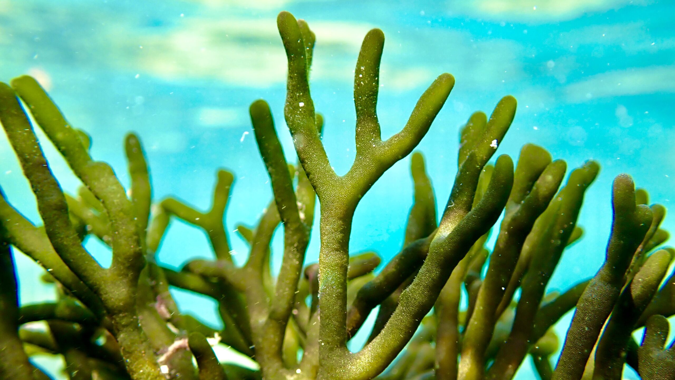 Codium – Korallige Grünalge