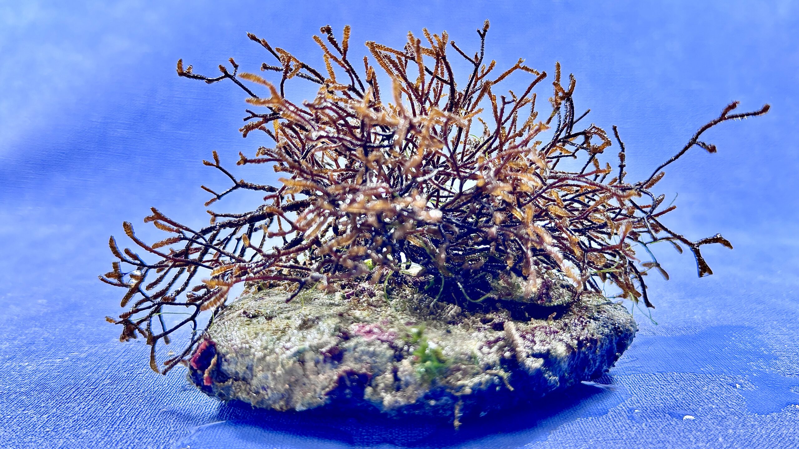 Rosenvingea sp.