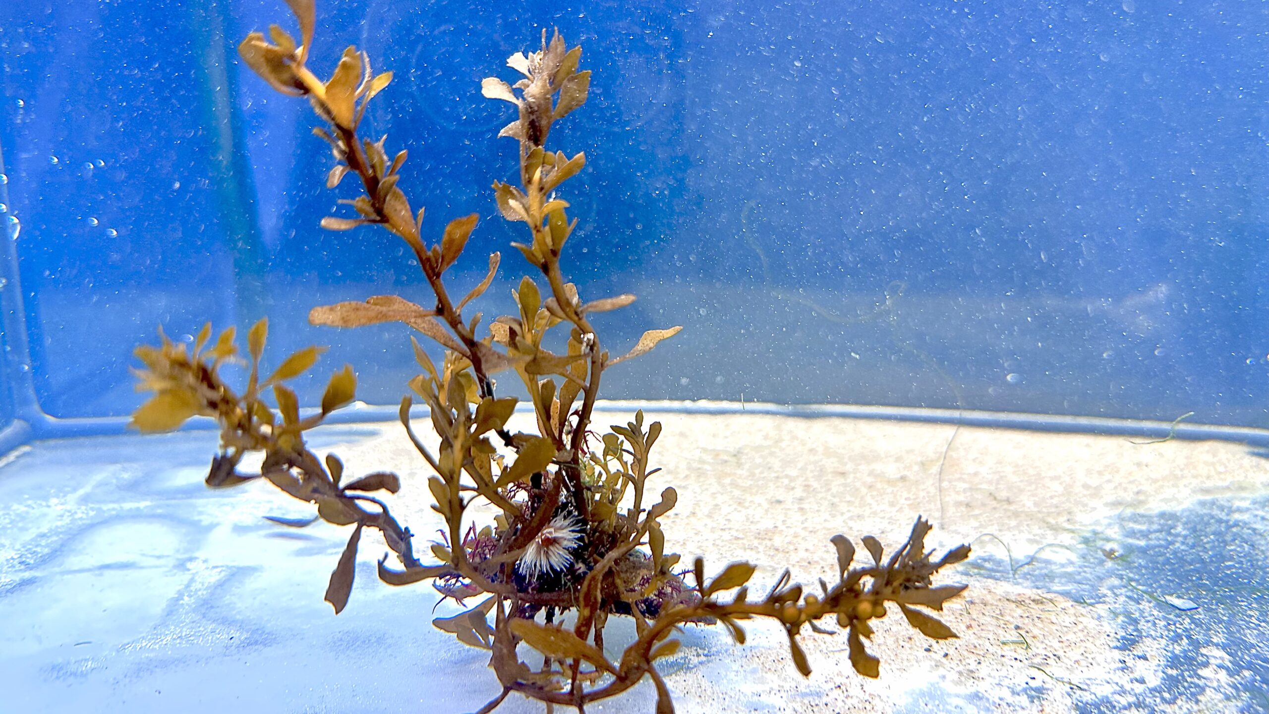 Sargassum elegans