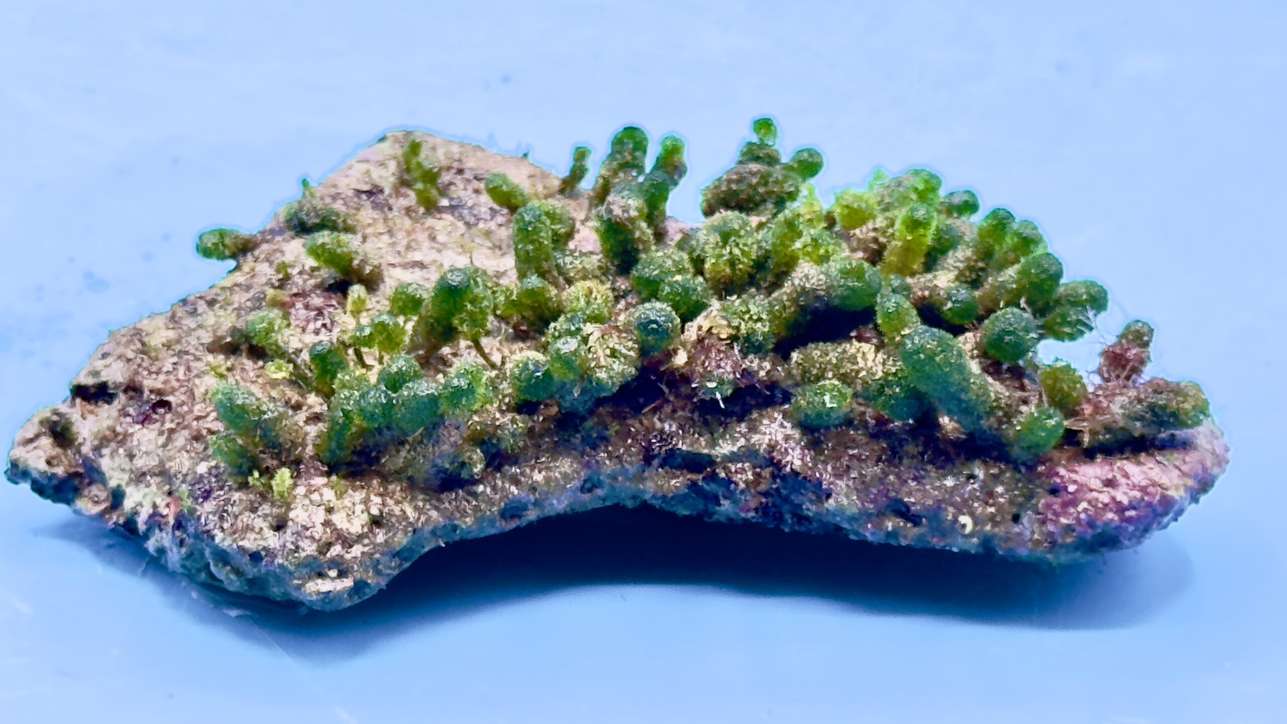 Dasycladus sp.